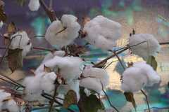 Gossypium hirsutum